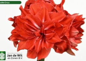 hippeastrum Double Circus (2)